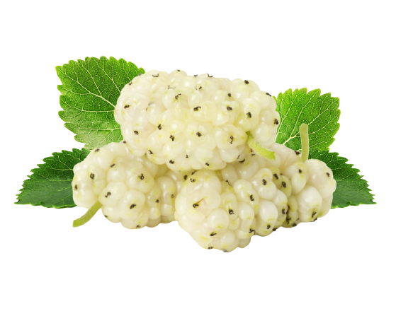 White Mulberry